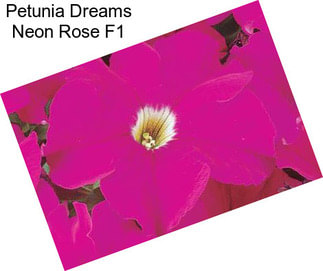 Petunia Dreams Neon Rose F1