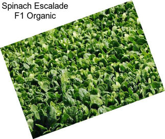 Spinach Escalade F1 Organic