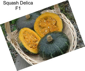 Squash Delica F1