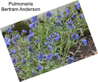 Pulmonaria Bertram Anderson