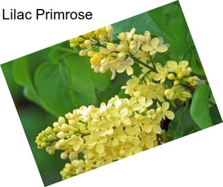 Lilac Primrose