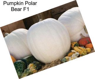 Pumpkin Polar Bear F1