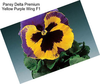 Pansy Delta Premium Yellow Purple Wing F1