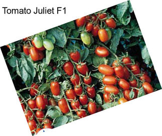 Tomato Juliet F1