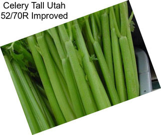 Celery Tall Utah 52/70R Improved