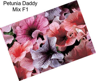 Petunia Daddy Mix F1
