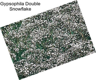 Gypsophila Double Snowflake