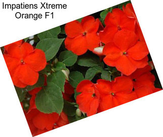 Impatiens Xtreme Orange F1