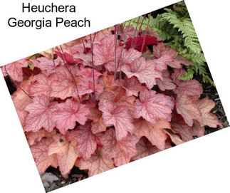 Heuchera Georgia Peach