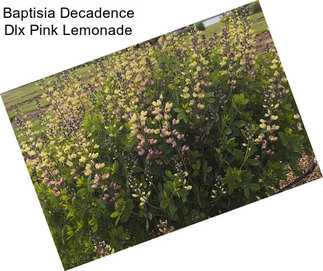 Baptisia Decadence Dlx Pink Lemonade