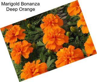 Marigold Bonanza Deep Orange