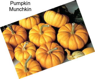 Pumpkin Munchkin