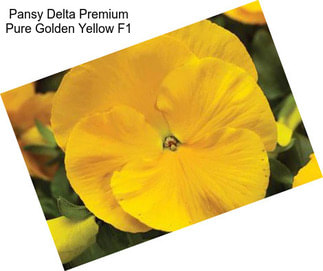 Pansy Delta Premium Pure Golden Yellow F1