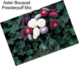 Aster Bouquet Powderpuff Mix