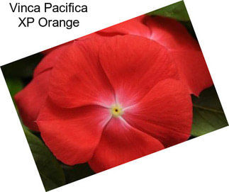 Vinca Pacifica XP Orange