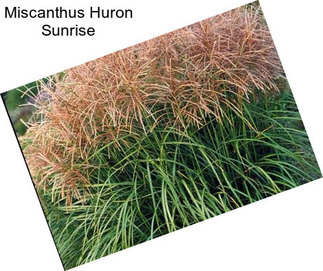 Miscanthus Huron Sunrise