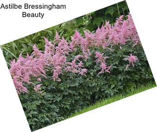Astilbe Bressingham Beauty