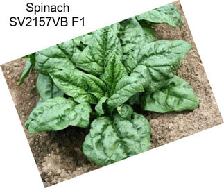 Spinach SV2157VB F1