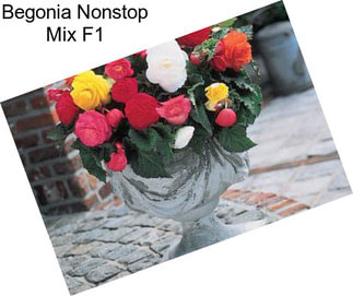 Begonia Nonstop Mix F1