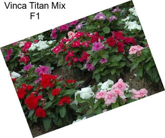 Vinca Titan Mix F1