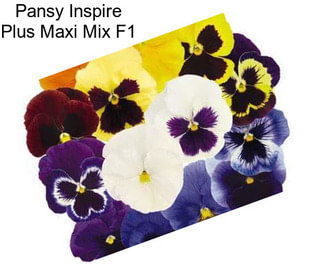 Pansy Inspire Plus Maxi Mix F1