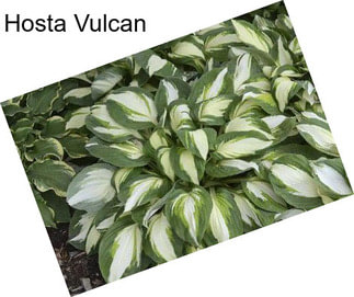 Hosta Vulcan