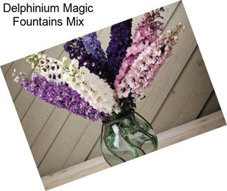 Delphinium Magic Fountains Mix