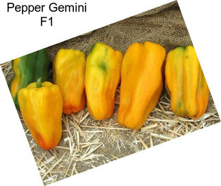 Pepper Gemini F1