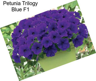 Petunia Trilogy Blue F1