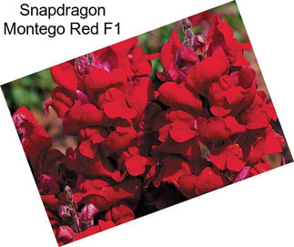 Snapdragon Montego Red F1