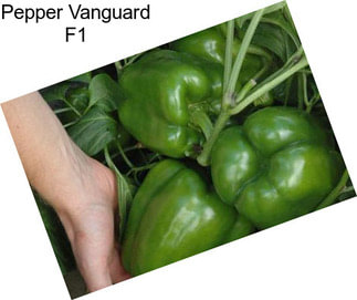 Pepper Vanguard F1