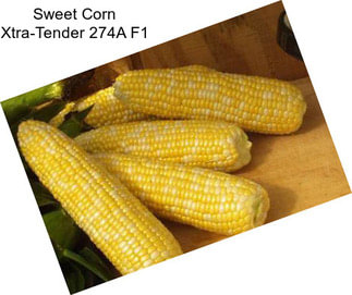 Sweet Corn Xtra-Tender 274A F1