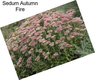 Sedum Autumn Fire