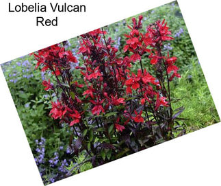 Lobelia Vulcan Red