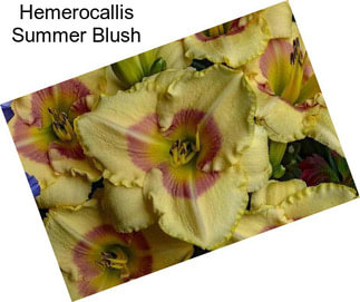 Hemerocallis Summer Blush