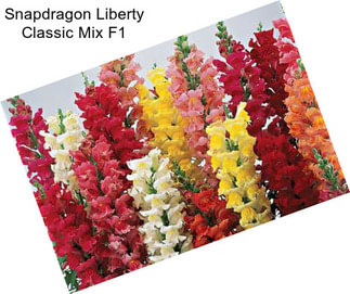 Snapdragon Liberty Classic Mix F1