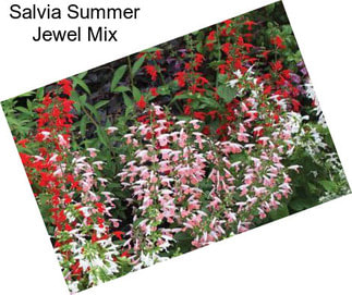 Salvia Summer Jewel Mix