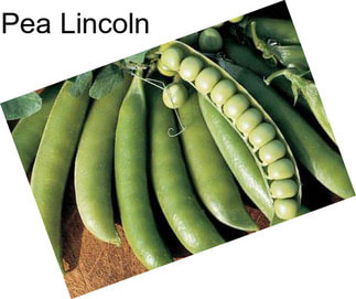 Pea Lincoln