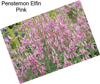 Penstemon Elfin Pink