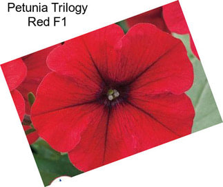 Petunia Trilogy Red F1