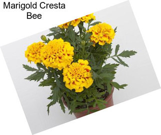 Marigold Cresta Bee