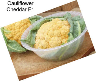 Cauliflower Cheddar F1