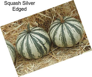 Squash Silver Edged