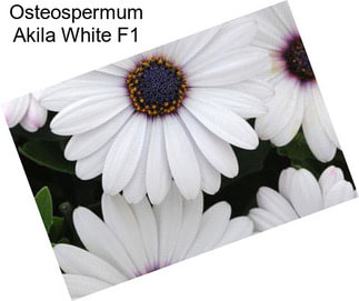 Osteospermum Akila White F1