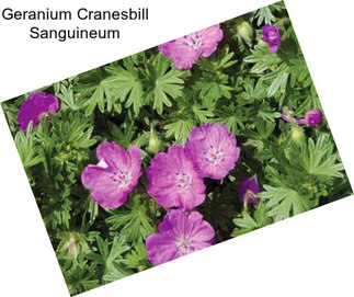 Geranium Cranesbill Sanguineum