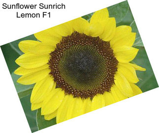 Sunflower Sunrich Lemon F1