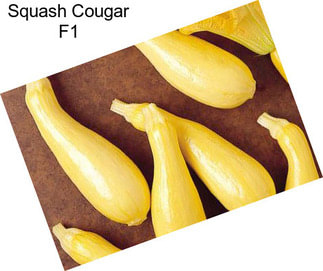 Squash Cougar F1