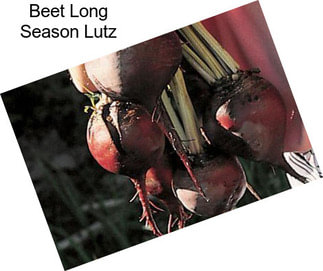 Beet Long Season Lutz