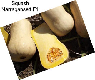 Squash Narragansett F1