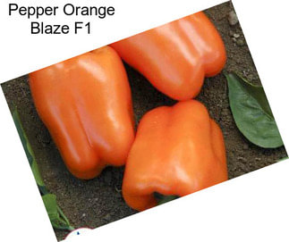 Pepper Orange Blaze F1